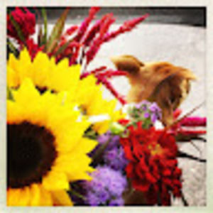 Meet your Posher, Alice